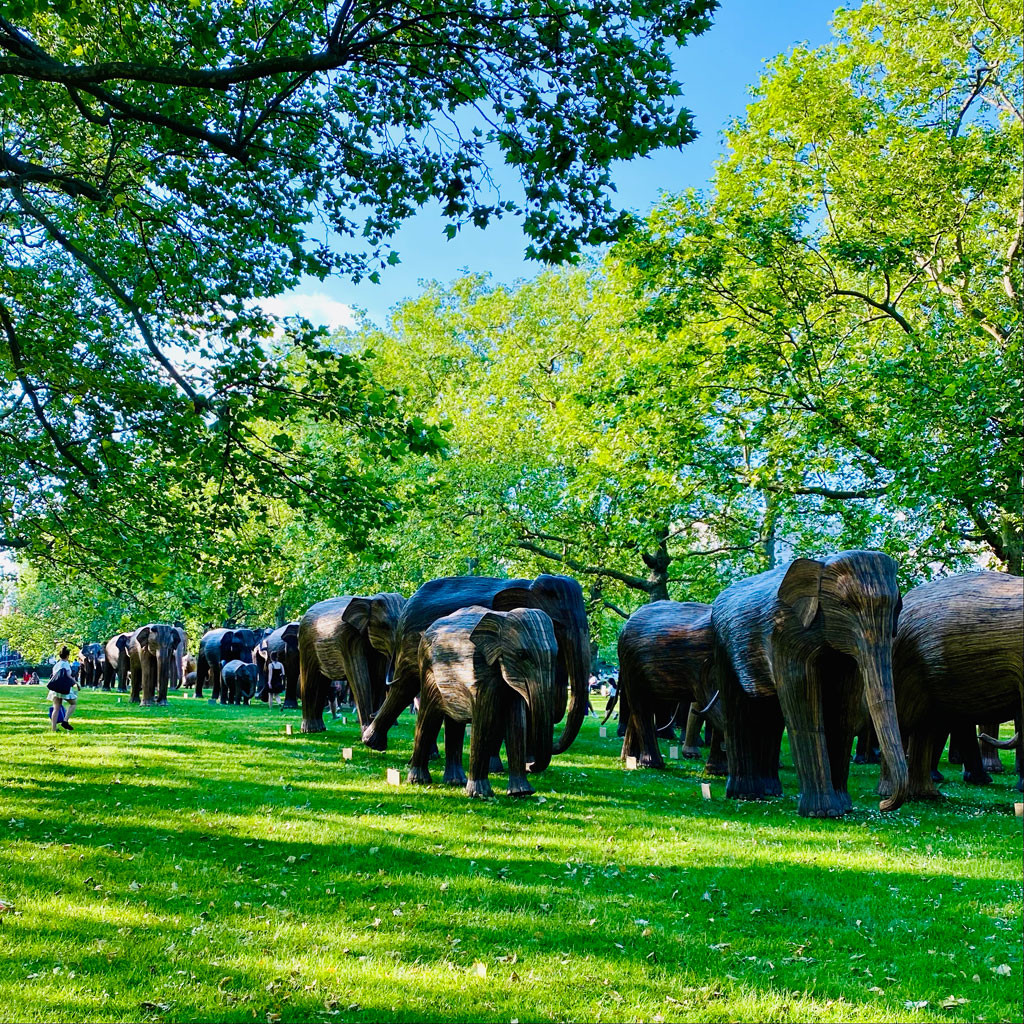 June 2021 | Trail of the elephants in Green Park, London