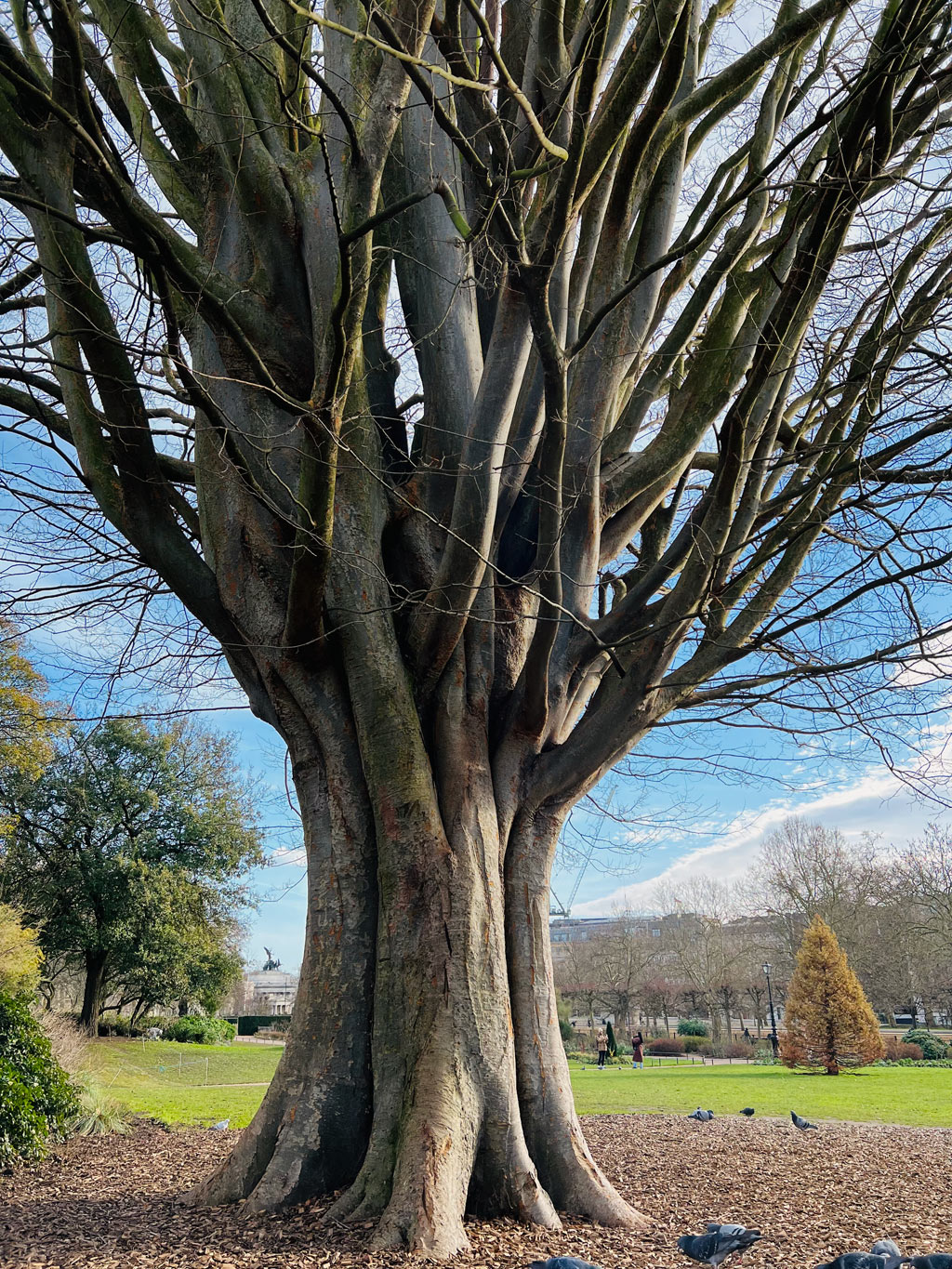 January 2023 | A majestic tree in Hyde Park